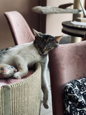 Sleepy kitty   at Cat Café Kociarnia in Krakow