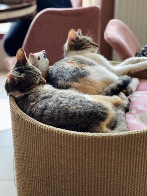 Snuggle kitties! at Cat Café Kociarnia in Krakow