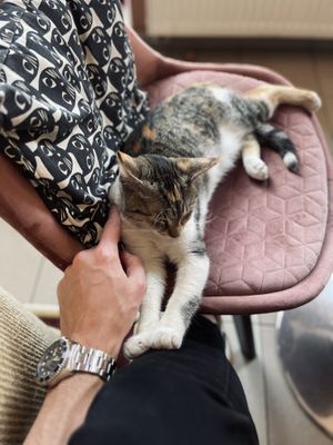 Cuddle kitty! at Cat Café Kociarnia in Krakow