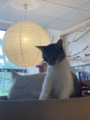   at Cat Café Kociarnia in Krakow