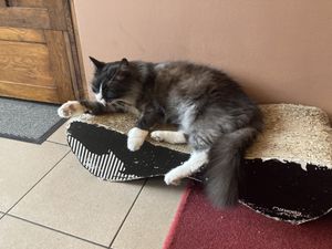   at Cat Café Kociarnia in Krakow