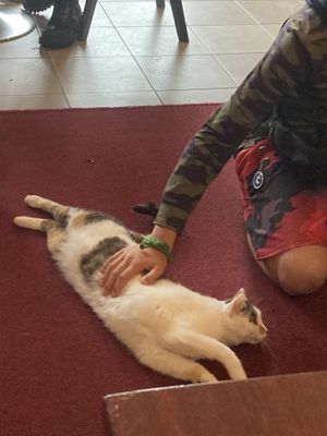   at Cat Café Kociarnia in Krakow