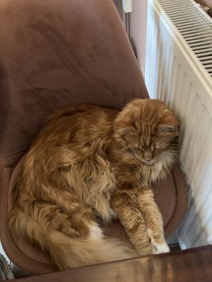   at Cat Café Kociarnia in Krakow