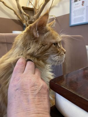 Simba  at Cat Café Kociarnia in Krakow