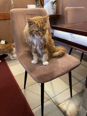 Simba  at Cat Café Kociarnia in Krakow