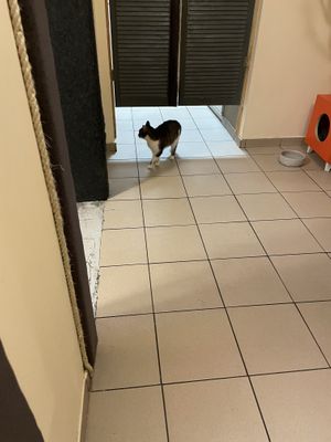 A tabby  at Cat Café Kociarnia in Krakow