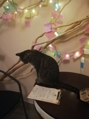 ❤️ at Cat Café Kociarnia in Krakow