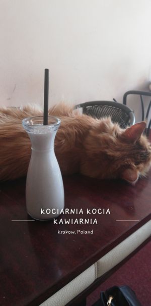 Shake oreo at Cat Café Kociarnia in Krakow