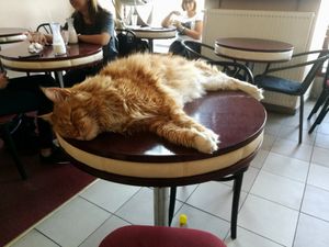 Simba at Cat Café Kociarnia in Krakow