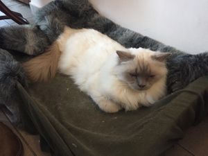 A kitty! Not meant to be eaten :) at Cat Café Kociarnia in Krakow