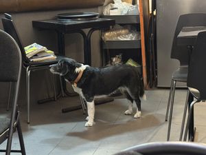 Dog friendly.  at Samurai Ramen in Barcelona