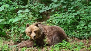 The bear sanctuary - amazing place that gives rescued brown bears a new home with  lot of spare - Definitiv worth a visit at Bärenwald Müritz in Stuer