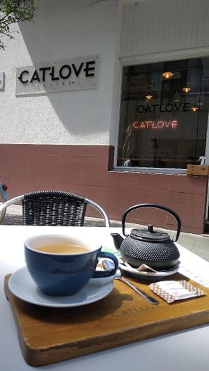  at Catlove Coffee in Gijon