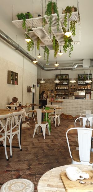 Lovely bright green space and dog-friendly! at Catlove Coffee in Gijon