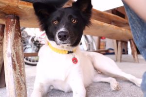 Shop dog at A Mano Pizza 都蘭義大利披薩 in Donghe