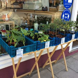 Organic plants, grow your own! at Maeth y Meysydd in Aberystwyth