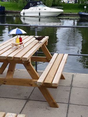 A resident blackbird at Red Herring in Ely