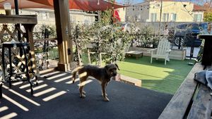 Friends at Muddy Paw in Los Angeles