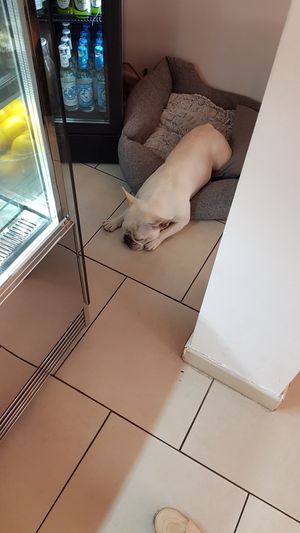 The owner's dog at gesund & süß in Cologne