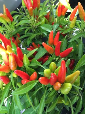 Organic hot pepper plant from Sang Lee Farms !  at Northport Farmers Market  in Northport