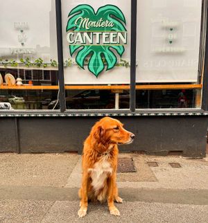   at Monstera Canteen in Luton