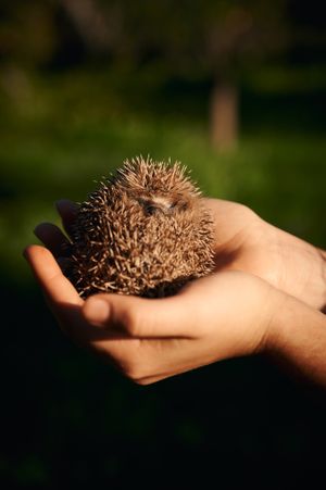 a friendly scavenger  at Casa Vale da Lama in Odiaxere Lagos