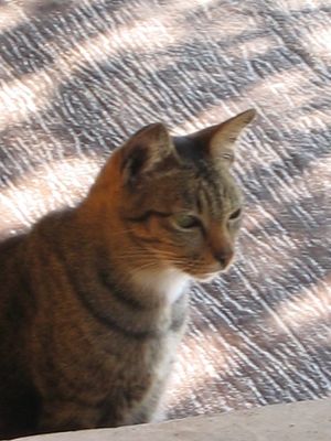 The kitty was feeling the smooth jazz more than I did. at Si Trang in Chiang Rai