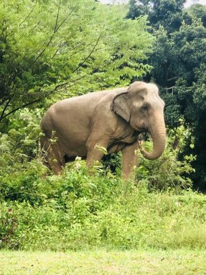   at Samui Elephant Sanctuary in Koh Samui