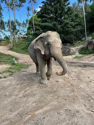   at Samui Elephant Sanctuary in Koh Samui