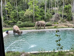   at Samui Elephant Sanctuary in Koh Samui