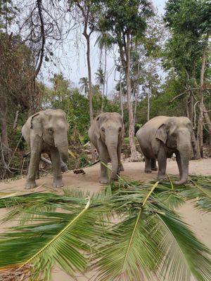 Some of the elephants at Samui Elephant Sanctuary in Koh Samui