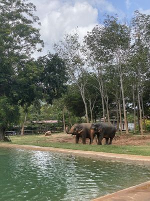   at Samui Elephant Sanctuary in Koh Samui