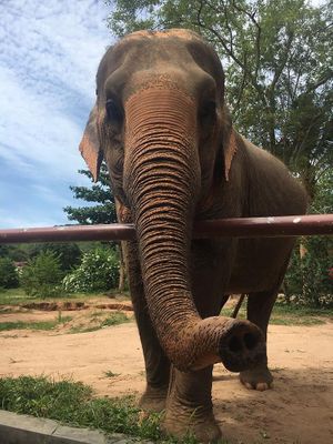 first encounter at Samui Elephant Sanctuary in Koh Samui