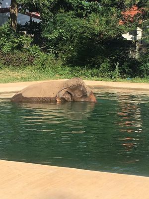 warching the elephants take a bath 🛁  at Samui Elephant Sanctuary in Koh Samui
