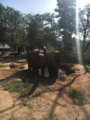 playing in the mud 🍀 at Samui Elephant Sanctuary in Koh Samui