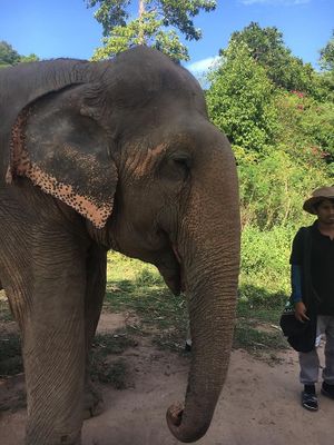 happy to see happy elephants  at Samui Elephant Sanctuary in Koh Samui