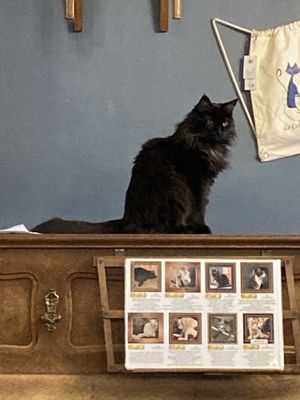   at Le Cafe des Chats in Paris