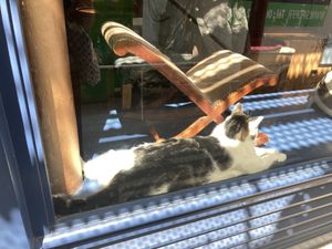 Katten knuffelen   at Le Cafe des Chats in Paris