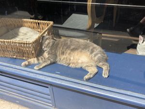 Kattenzwijmel   at Le Cafe des Chats in Paris