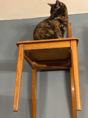   at Le Cafe des Chats in Paris