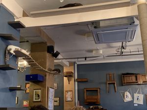 Count the cats! (There are 5)  at Le Cafe des Chats in Paris