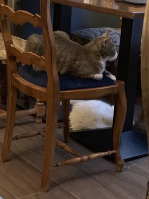Cats  at Le Cafe des Chats in Paris