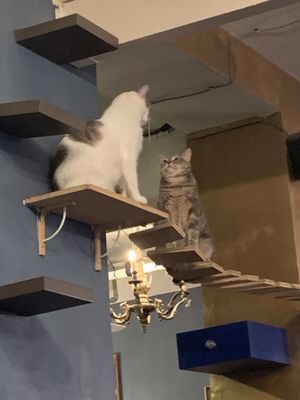 The cats usually get along, but today there was some drama! The gray one wanted to get down but the white one wouldn’t move! Eventually a Good Samaritan lifted a chair for him.   at Le Cafe des Chats in Paris