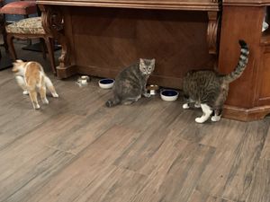 The cats eat, too! Litter boxes are downstairs and separate from the kitchen. at Le Cafe des Chats in Paris