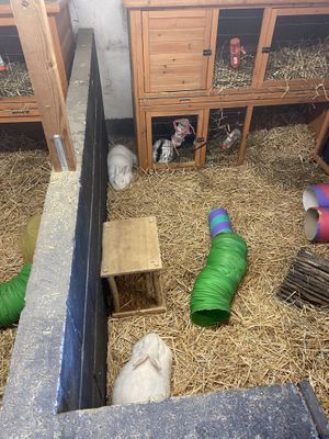 Rabbits  at Hopefield Animal Sanctuary - Max's Cafe in Brentwood