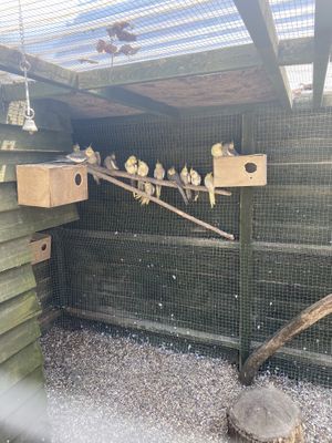 Cockatiels  at Hopefield Animal Sanctuary - Max's Cafe in Brentwood