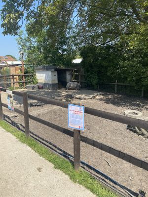 Pigs  at Hopefield Animal Sanctuary - Max's Cafe in Brentwood