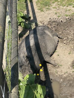 A sleeping piggy  at Hopefield Animal Sanctuary - Max's Cafe in Brentwood