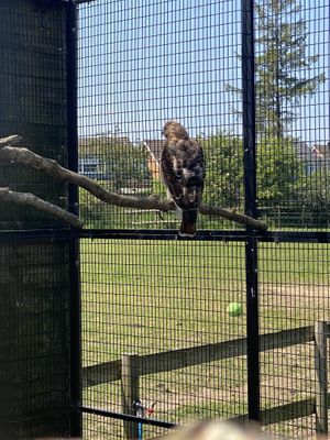 Hawk  at Hopefield Animal Sanctuary - Max's Cafe in Brentwood
