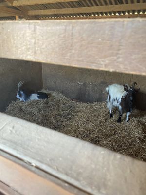 Nathan and Thor the goats  at Hopefield Animal Sanctuary - Max's Cafe in Brentwood